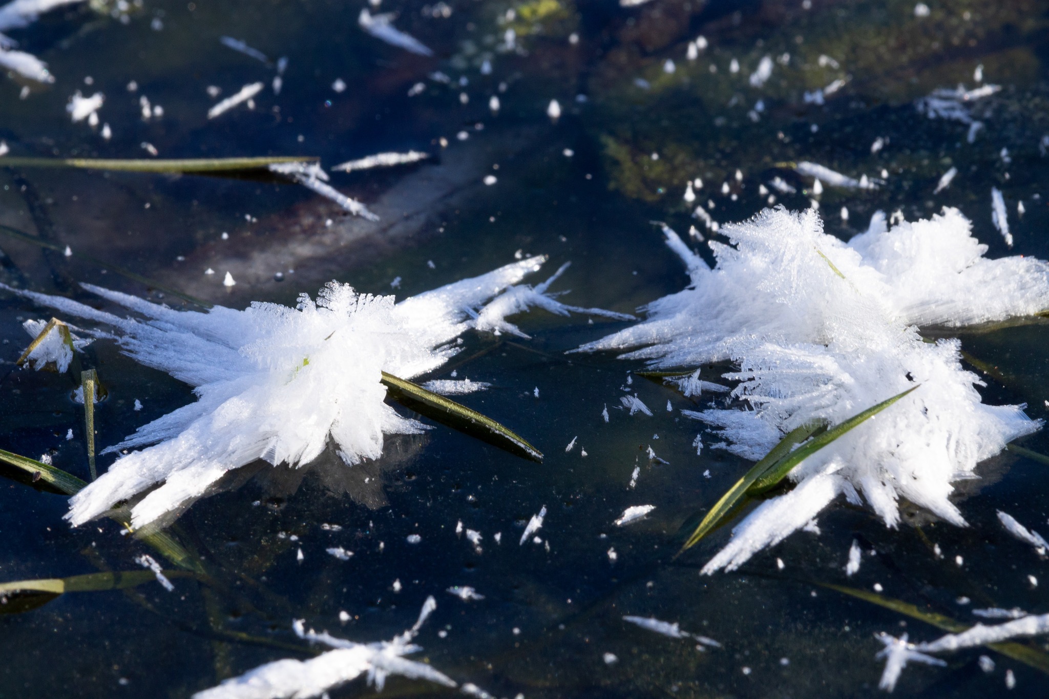 В Харькове заметили необычное зимнее явление - фото: Игорь Кибальчич
