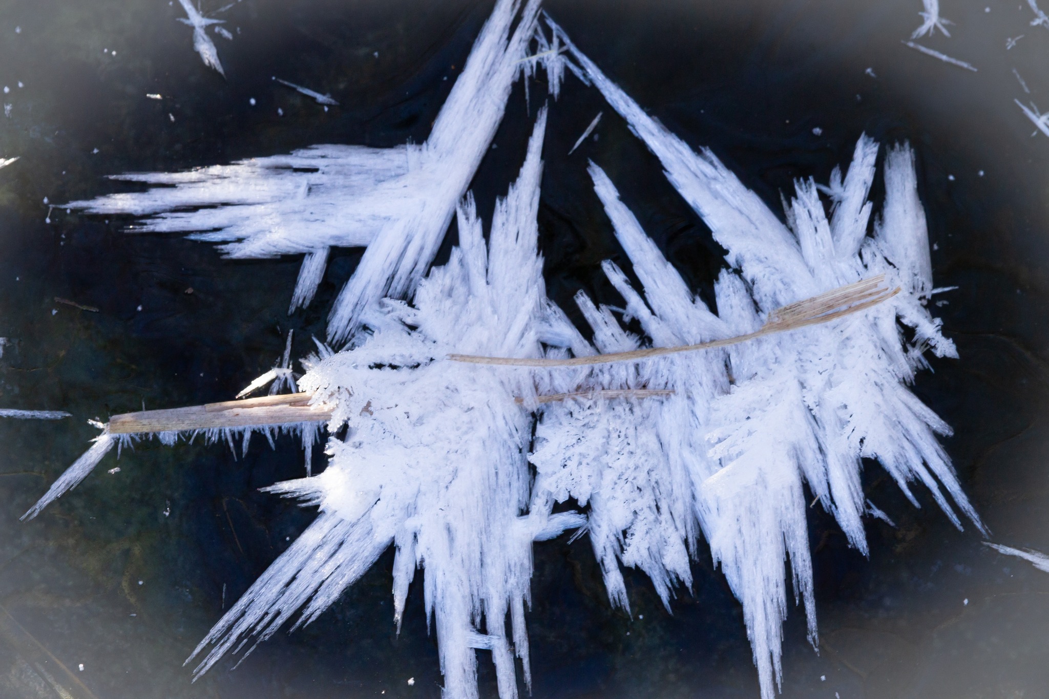 В Харькове заметили необычное зимнее явление - фото: Игорь Кибальчич