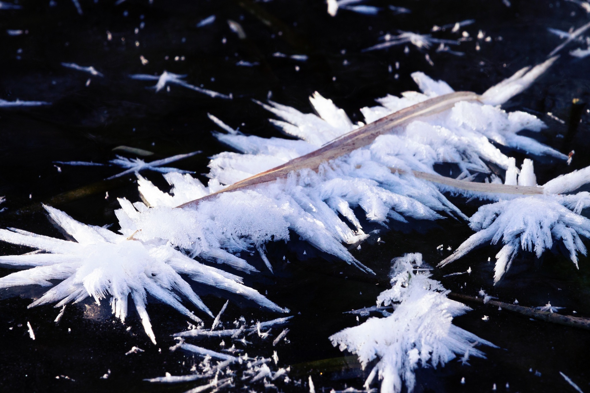 В Харькове заметили необычное зимнее явление - фото: Игорь Кибальчич