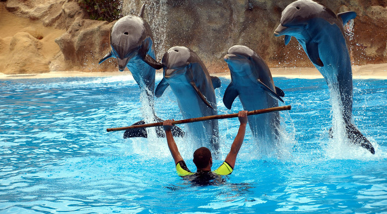 Дельфинарий "Немо" - фото: bodo.ua