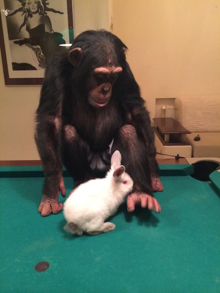 Где сейчас любимица Александра Фельдмана &ndash; шимпанзе Чита
