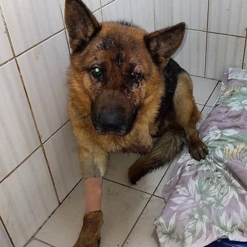 В Харькове ищут хозяев овчарки, попавшей под поезд