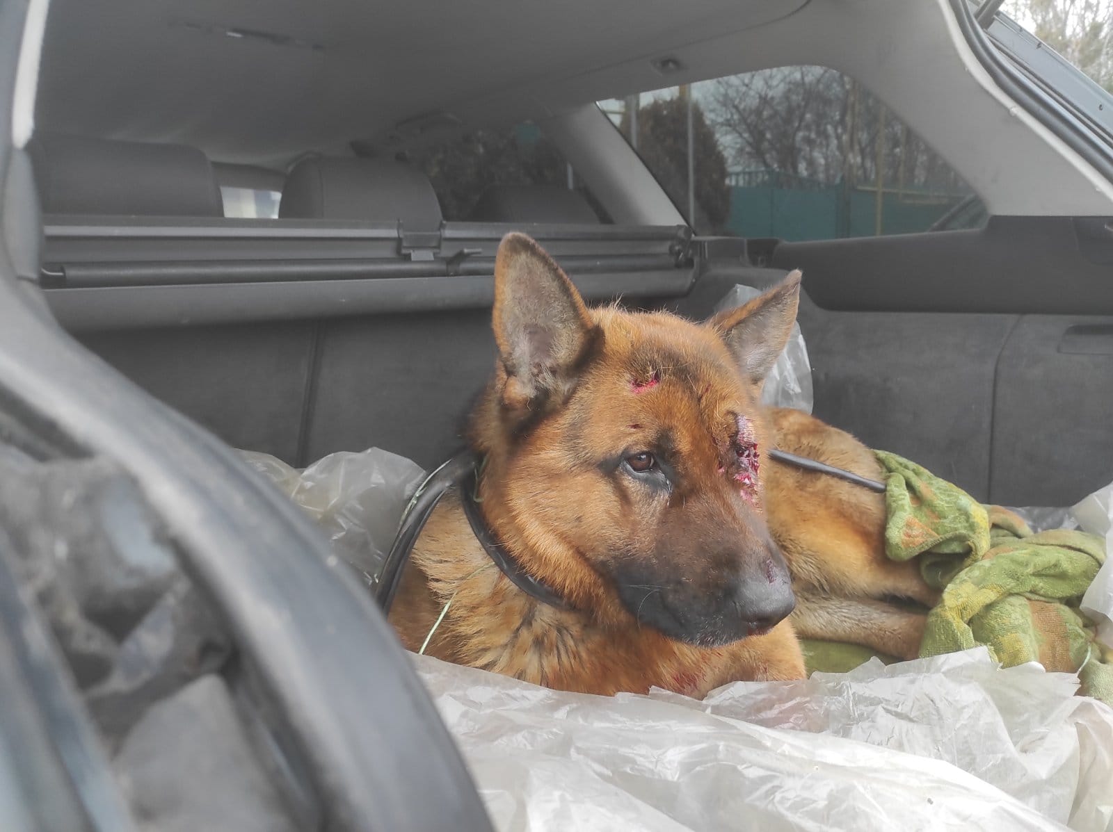 В Харькове ищут хозяев овчарки, попавшей под поезд