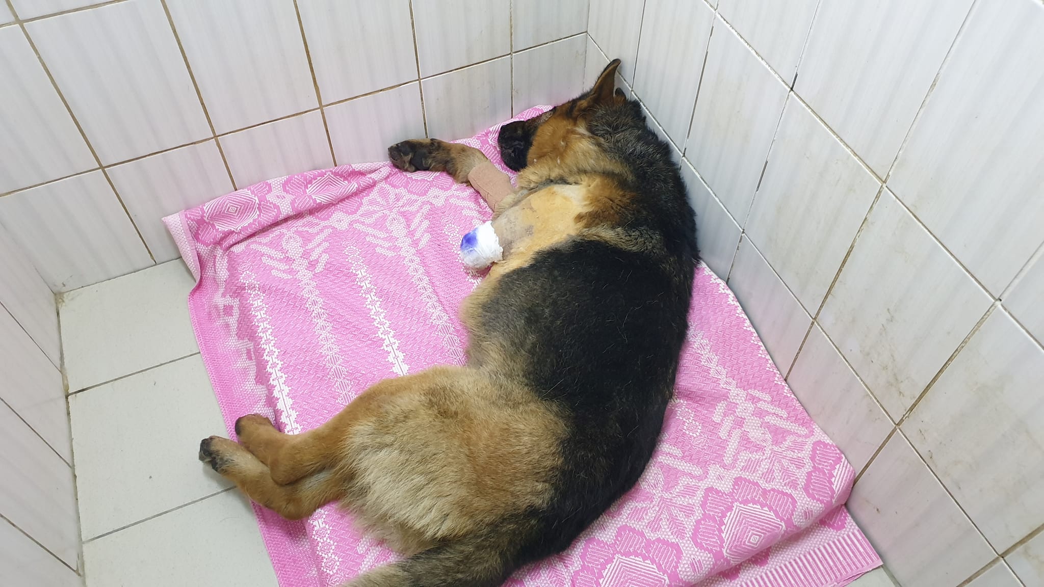 В Харькове ищут хозяев овчарки, попавшей под поезд