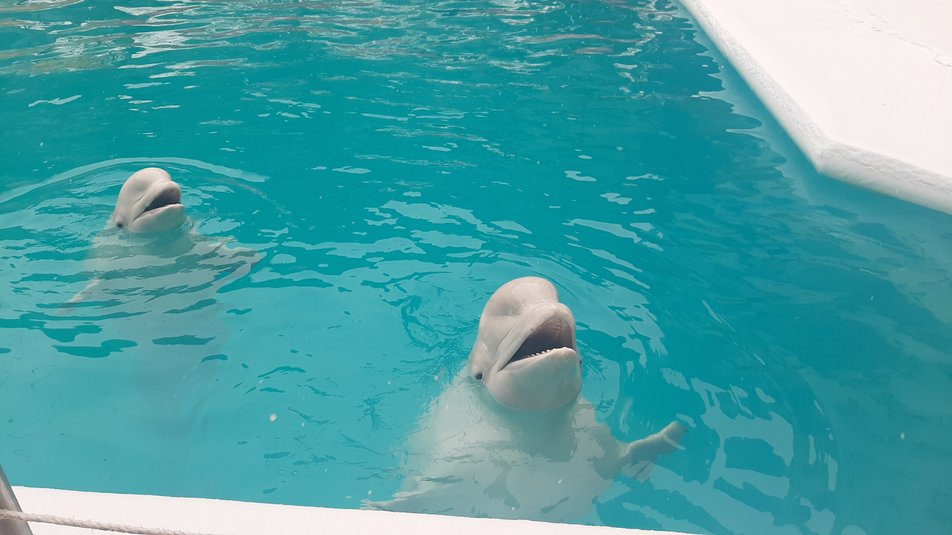 В Харьков возвращаются дельфины, которых эвакуировали из-за войны -