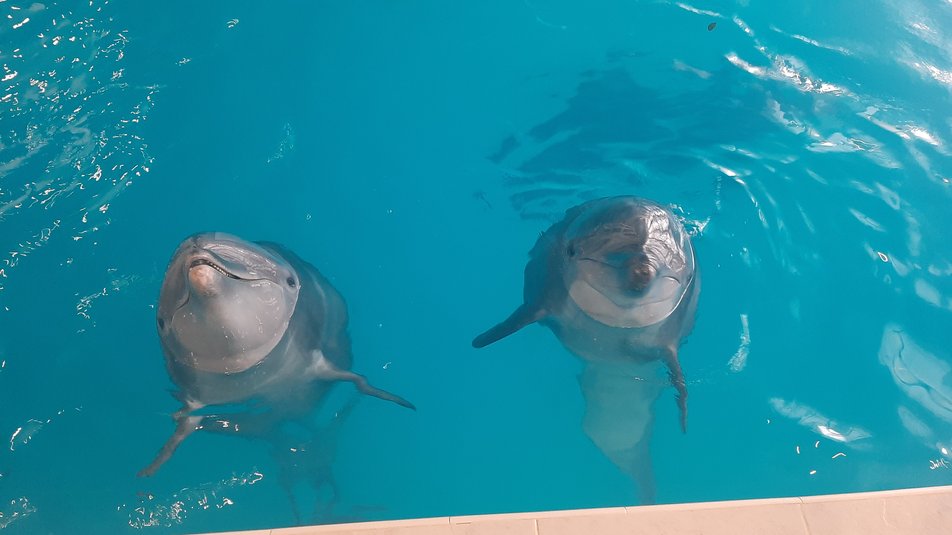 В Харьков возвращаются дельфины, которых эвакуировали из-за войны -