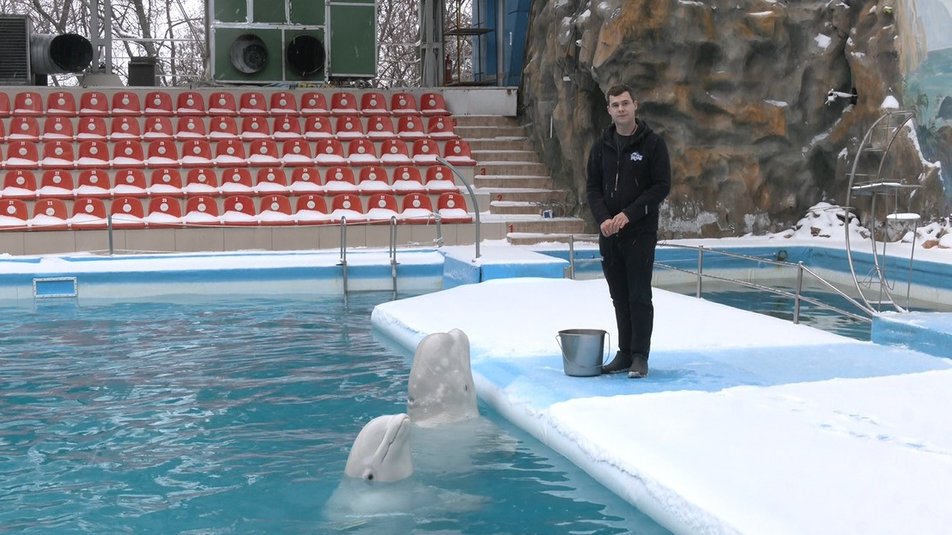 В Харьков возвращаются дельфины, которых эвакуировали из-за войны -