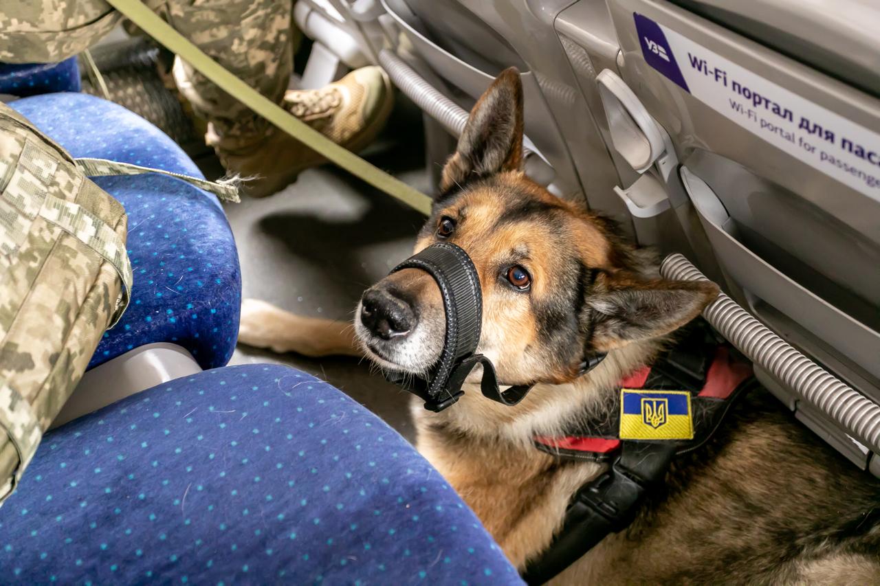 Укрзализныця обновила правила перевозки домашних животных