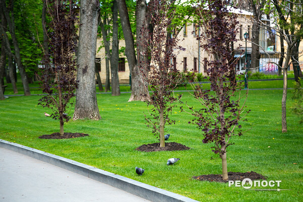 Петуния, бегония, колеус: в саду Шевченко высаживают 200 000 цветов фото 13