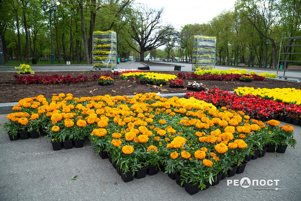 Петуния, бегония, колеус: в саду Шевченко высаживают 200 000 цветов фото 18