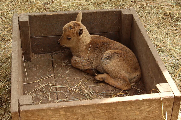 Умились: в харьковском зоопарке родилось редкое животное фото 1