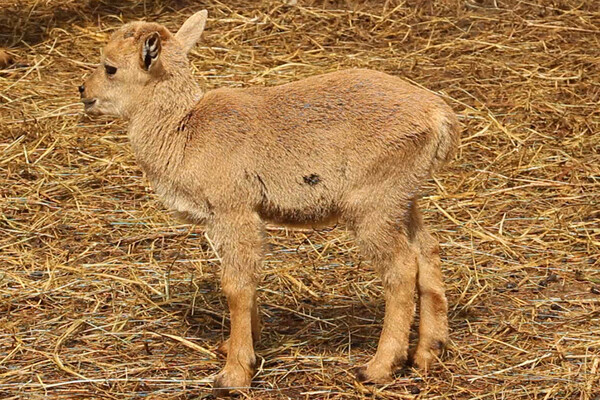 Умились: в харьковском зоопарке родилось редкое животное фото 9