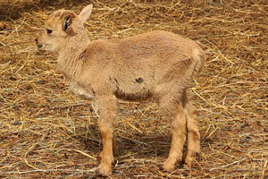 Умились: в харьковском зоопарке родилось редкое животное фото 10