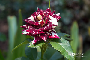 Плетистые, парковые и миниатюрные: в Харьковском ботаническом саду расцвели розы фото