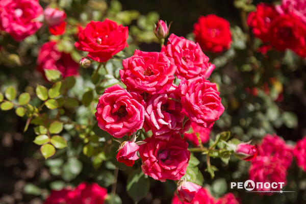 Плетистые, парковые и миниатюрные: в Харьковском ботаническом саду расцвели розы фото 2