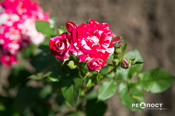 Плетистые, парковые и миниатюрные: в Харьковском ботаническом саду расцвели розы фото 3