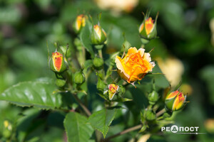 Плетистые, парковые и миниатюрные: в Харьковском ботаническом саду расцвели розы фото 4