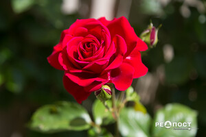 Плетистые, парковые и миниатюрные: в Харьковском ботаническом саду расцвели розы фото 5