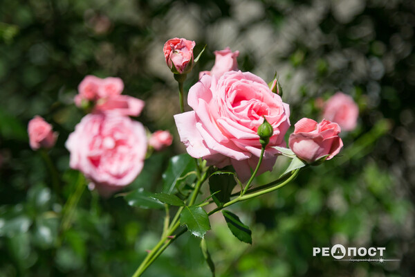 Плетистые, парковые и миниатюрные: в Харьковском ботаническом саду расцвели розы фото 6