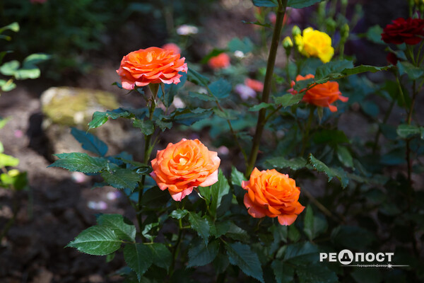 Плетистые, парковые и миниатюрные: в Харьковском ботаническом саду расцвели розы фото 7