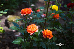 Плетистые, парковые и миниатюрные: в Харьковском ботаническом саду расцвели розы фото 7