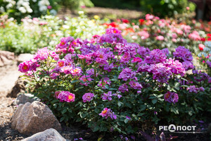 Плетистые, парковые и миниатюрные: в Харьковском ботаническом саду расцвели розы фото 12