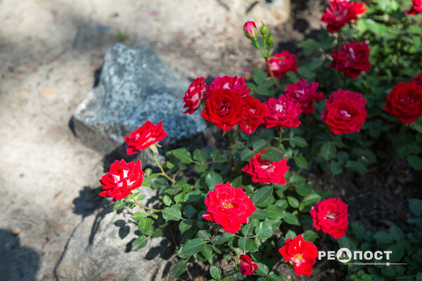 Плетистые, парковые и миниатюрные: в Харьковском ботаническом саду расцвели розы фото 13
