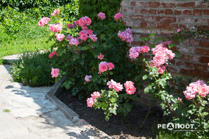 Плетистые, парковые и миниатюрные: в Харьковском ботаническом саду расцвели розы фото 16