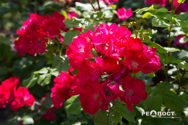 Плетистые, парковые и миниатюрные: в Харьковском ботаническом саду расцвели розы фото 17
