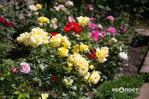 Плетистые, парковые и миниатюрные: в Харьковском ботаническом саду расцвели розы фото 20