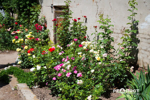 Плетистые, парковые и миниатюрные: в Харьковском ботаническом саду расцвели розы фото 21