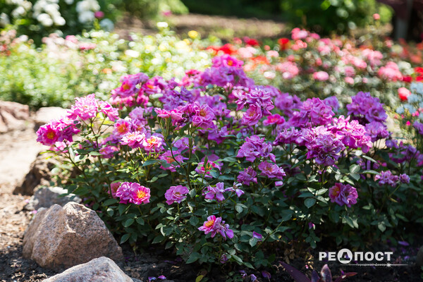 Плетистые, парковые и миниатюрные: в Харьковском ботаническом саду расцвели розы фото 24