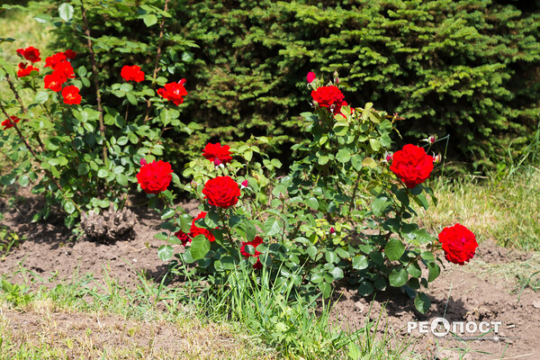 Плетистые, парковые и миниатюрные: в Харьковском ботаническом саду расцвели розы фото 26
