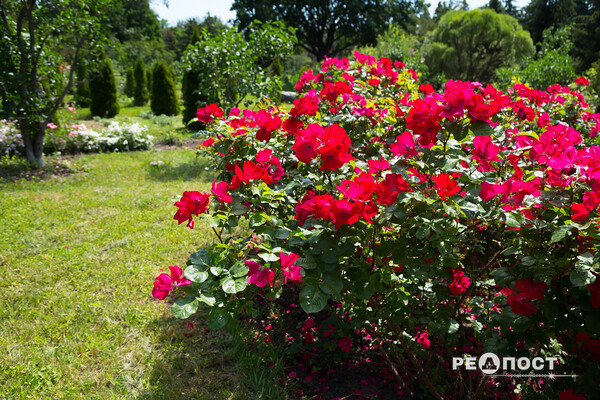 Плетистые, парковые и миниатюрные: в Харьковском ботаническом саду расцвели розы фото 27