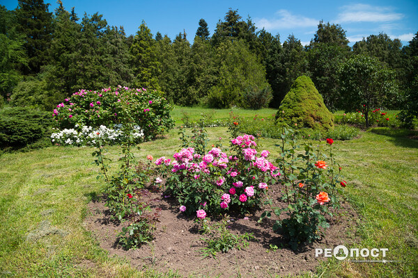 Плетистые, парковые и миниатюрные: в Харьковском ботаническом саду расцвели розы фото 32