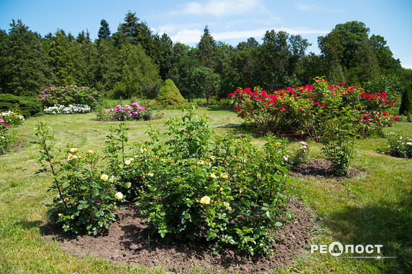 Плетистые, парковые и миниатюрные: в Харьковском ботаническом саду расцвели розы фото 33