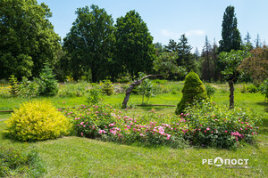 Плетистые, парковые и миниатюрные: в Харьковском ботаническом саду расцвели розы фото 34