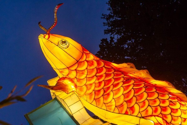 Панды, фламинго, шоу акробатов: в Харькове стартовал Фестиваль гигантских китайских фонарей (фоторепортаж) фото 7