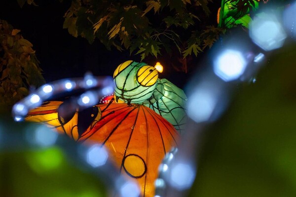 Панды, фламинго, шоу акробатов: в Харькове стартовал Фестиваль гигантских китайских фонарей (фоторепортаж) фото 8
