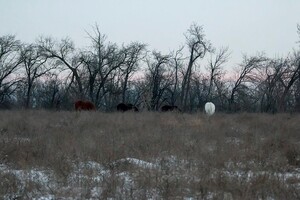 Зимняя сказка: на Хортице заметили табун лошадей, пони и оленей (фото) фото 3