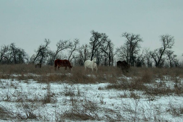 Зимняя сказка: на Хортице заметили табун лошадей, пони и оленей (фото) фото 4