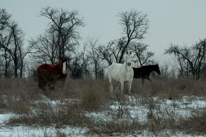 Зимняя сказка: на Хортице заметили табун лошадей, пони и оленей (фото) фото 5