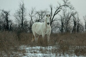 Зимняя сказка: на Хортице заметили табун лошадей, пони и оленей (фото) фото 7