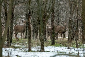 Зимняя сказка: на Хортице заметили табун лошадей, пони и оленей (фото) фото 9