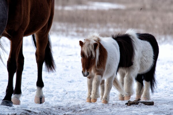 Зимняя сказка: на Хортице заметили табун лошадей, пони и оленей (фото) фото