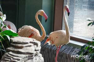 Фоторепортаж: как выглядит харьковский зоопарк за четыре месяца до открытия фото 2