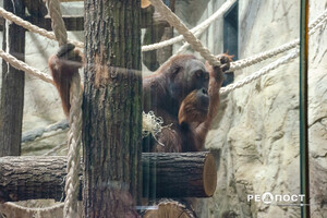 Фоторепортаж: как выглядит харьковский зоопарк за четыре месяца до открытия фото 5
