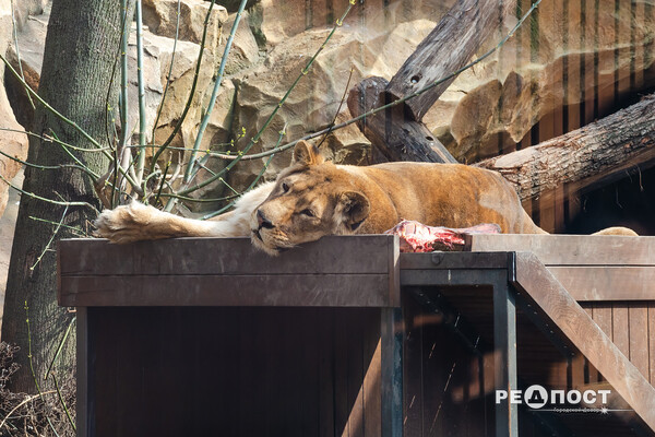 Фоторепортаж: как выглядит харьковский зоопарк за четыре месяца до открытия фото 6
