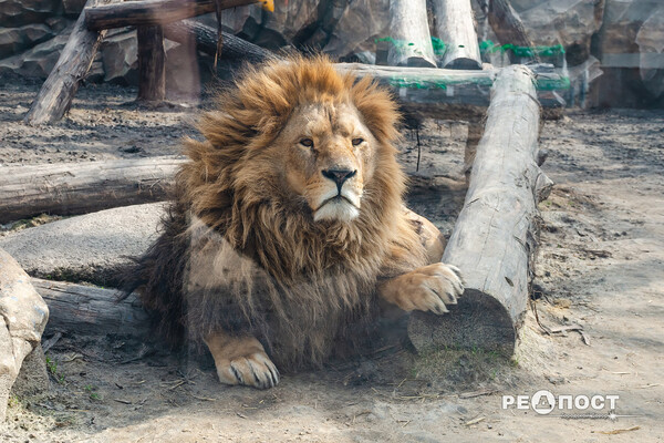 Фоторепортаж: как выглядит харьковский зоопарк за четыре месяца до открытия фото 12
