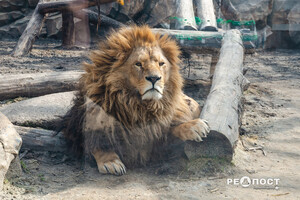 Фоторепортаж: как выглядит харьковский зоопарк за четыре месяца до открытия фото 12